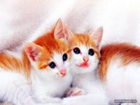 /album/beyza/indir-1-jpg1/